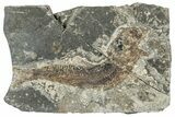 Oligocene Fossil Clupeoid Fish (Beksinskiella) - Poland #320622-1